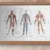 nlu1-anatomie-homme-a13 Anatomie humaine, squelette, nerfs et circulation, planche 1948 – détail de la planche ancienne