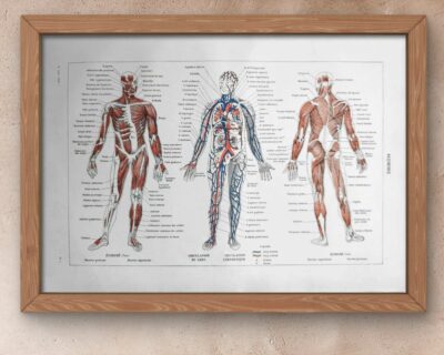 Anatomie humaine, squelette, nerfs et circulation, planche 1948