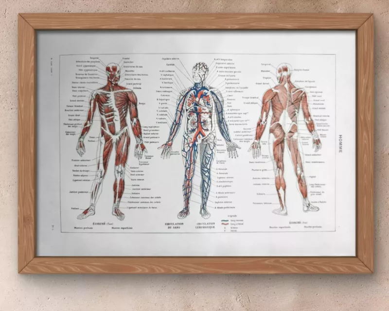 nlu1-anatomie-homme-a13 Anatomie humaine, squelette, nerfs et circulation, planche 1948 – détail de la planche ancienne