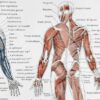 Anatomie humaine, squelette, nerfs et circulation, planche 1948