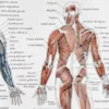 nlu1-anatomie-homme-a14 Anatomie humaine, squelette, nerfs et circulation, planche 1948 – détail de la planche ancienne