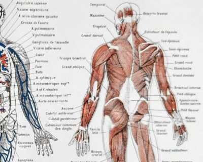 Anatomie humaine, squelette, nerfs et circulation, planche 1948
