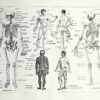 Anatomie humaine, squelette, nerfs et circulation, planche 1948