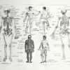 nlu1-anatomie-homme-a20 Anatomie humaine, squelette, nerfs et circulation, planche 1948 – verso du document ancien
