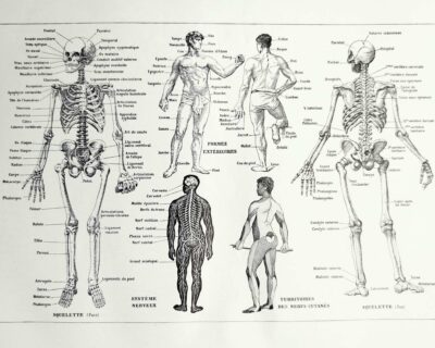 Anatomie humaine, squelette, nerfs et circulation, planche 1948