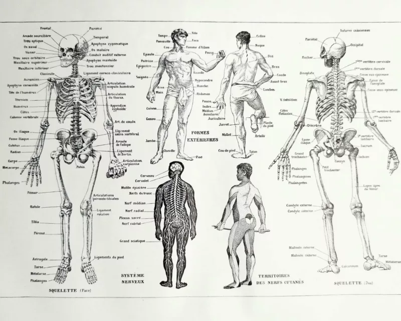 nlu1-anatomie-homme-a20 Anatomie humaine, squelette, nerfs et circulation, planche 1948 – verso du document ancien