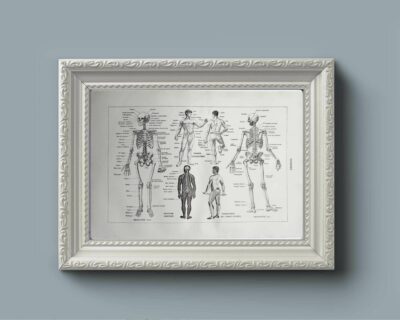 Anatomie humaine, squelette, nerfs et circulation, planche 1948