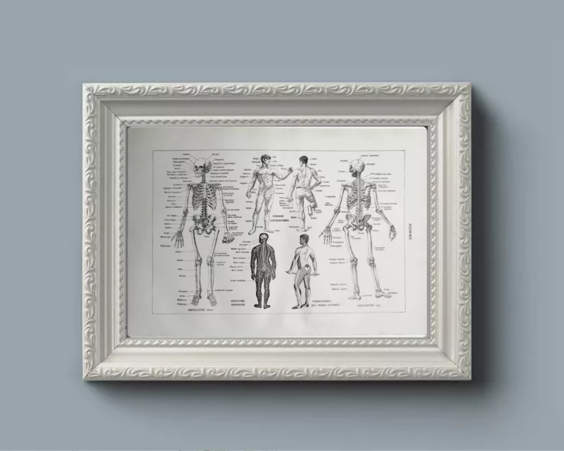 nlu1-anatomie-homme-a21 Anatomie humaine, squelette, nerfs et circulation, planche 1948 – verso du document ancien