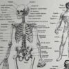 Anatomie humaine, squelette, nerfs et circulation, planche 1948