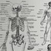 nlu1-anatomie-homme-a22 Anatomie humaine, squelette, nerfs et circulation, planche 1948 – verso encadré en décoration murale