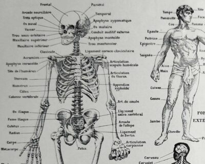 Anatomie humaine, squelette, nerfs et circulation, planche 1948