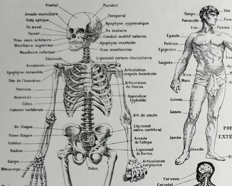 nlu1-anatomie-homme-a22 Anatomie humaine, squelette, nerfs et circulation, planche 1948 – verso encadré en décoration murale