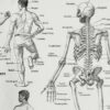 Anatomie humaine, squelette, nerfs et circulation, planche 1948