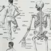 nlu1-anatomie-homme-b22 Anatomie humaine, squelette, nerfs et circulation, planche 1948 – verso encadré en décoration murale