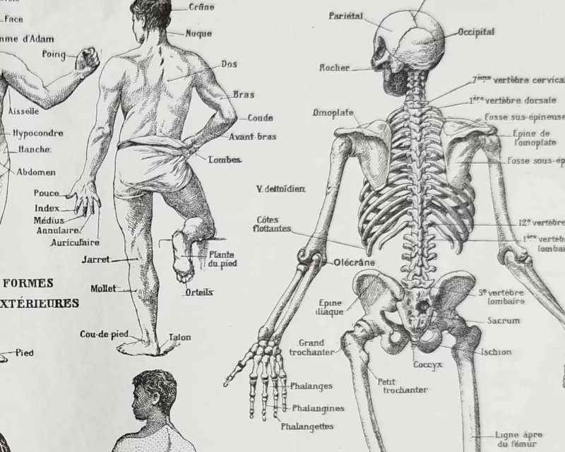 nlu1-anatomie-homme-b22 Anatomie humaine, squelette, nerfs et circulation, planche 1948 – verso encadré en décoration murale
