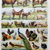 Animaux domestiques, planche zoologique 1948