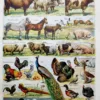 nlu1-animaux-domestiques-a10 Animaux domestiques, planche zoologique 1948 – planche ancienne entière