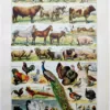 nlu1-animaux-domestiques-a11 Animaux domestiques, planche zoologique 1948