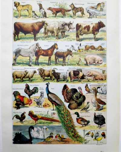Animaux domestiques, planche zoologique 1948