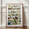 Animaux domestiques, planche zoologique 1948