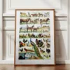 nlu1-animaux-domestiques-a12 Animaux domestiques, planche zoologique 1948 – planche encadrée en décoration murale