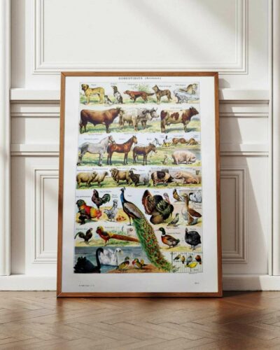 Animaux domestiques, planche zoologique 1948