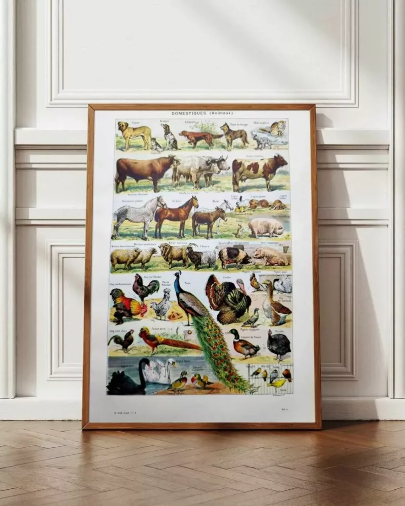 nlu1-animaux-domestiques-a12 Animaux domestiques, planche zoologique 1948 – planche encadrée en décoration murale