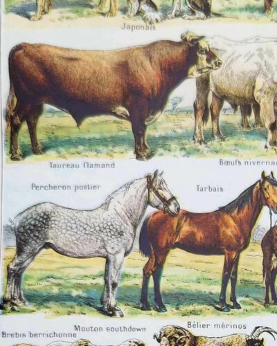 Animaux domestiques, planche zoologique 1948