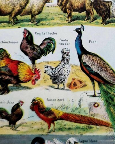 Animaux domestiques, planche zoologique 1948