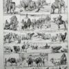Animaux domestiques, planche zoologique 1948