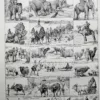 nlu1-animaux-domestiques-a20 Animaux domestiques, planche zoologique 1948 – verso du document ancien