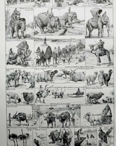 Animaux domestiques, planche zoologique 1948