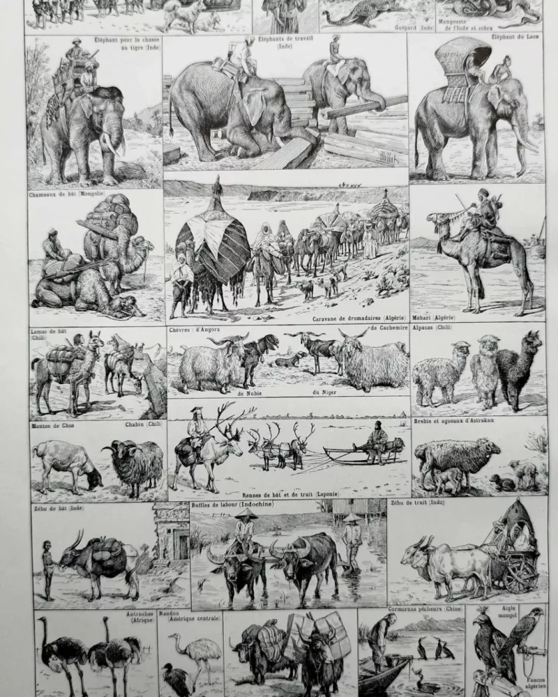 nlu1-animaux-domestiques-a20 Animaux domestiques, planche zoologique 1948 – verso du document ancien