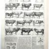Races bovines, planche zoologique 1948