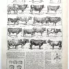 Races bovines, planche zoologique 1948
