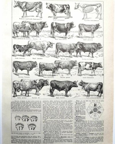 Races bovines, planche zoologique 1948