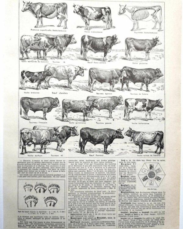 Races bovines, planche zoologique 1948