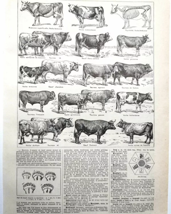 nlu1-boeufs-a11 Races bovines, planche zoologique 1948