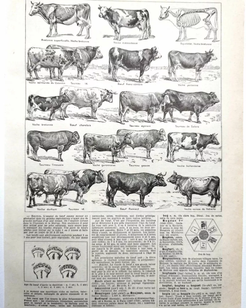 Races bovines, planche zoologique 1948