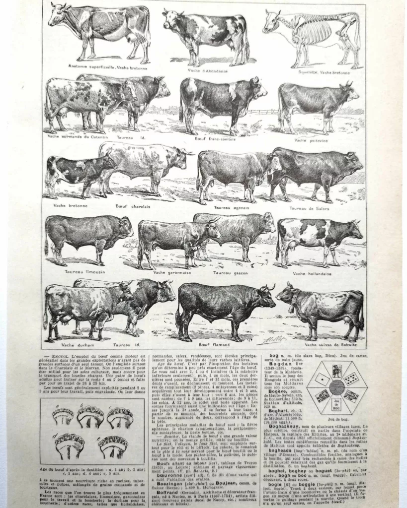Races bovines, planche zoologique 1948