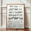 Races bovines, planche zoologique 1948