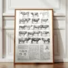 Races bovines, planche zoologique 1948 – planche encadrée en décoration murale