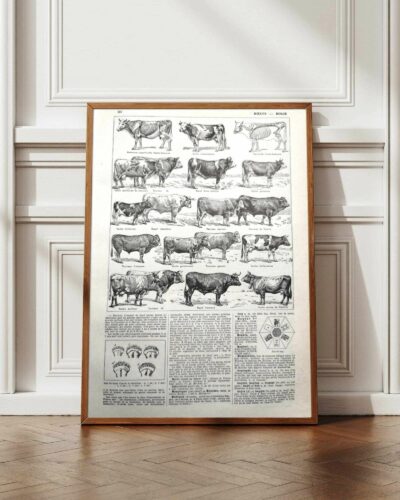 Races bovines, planche zoologique 1948