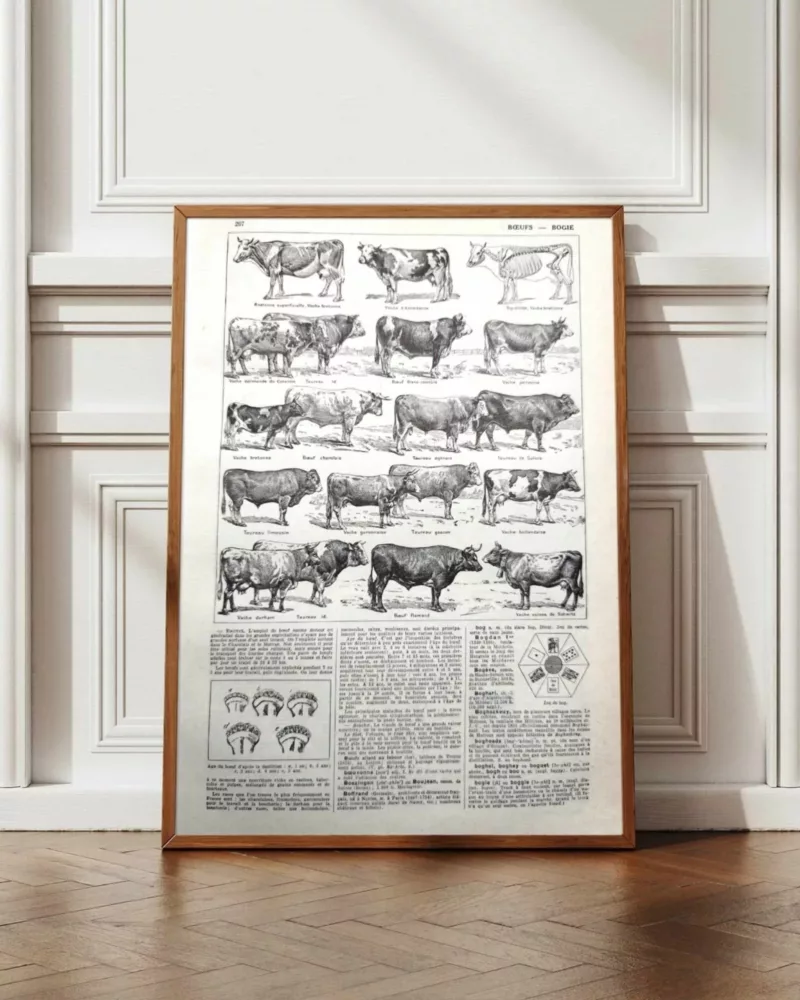 Races bovines, planche zoologique 1948 – planche encadrée en décoration murale