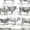 Races bovines, planche zoologique 1948