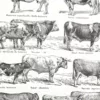 Races bovines, planche zoologique 1948 – détail de la planche ancienne