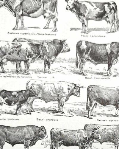 Races bovines, planche zoologique 1948