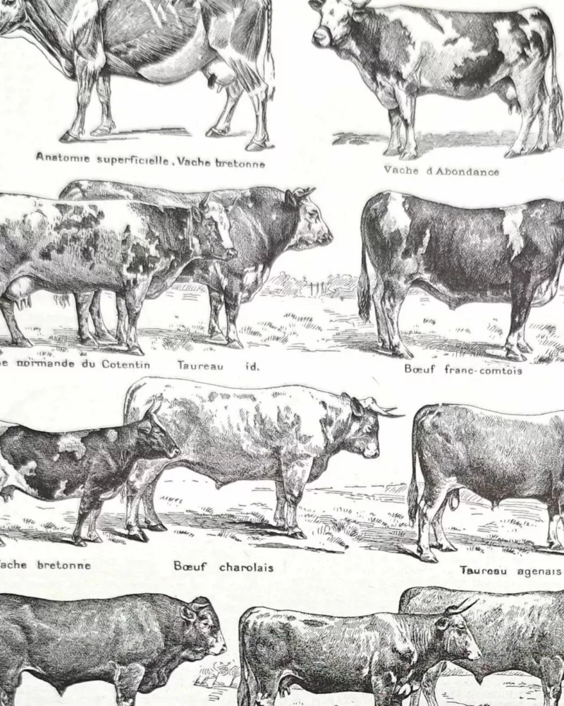 Races bovines, planche zoologique 1948 – détail de la planche ancienne