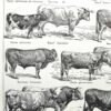 Races bovines, planche zoologique 1948