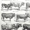 Races bovines, planche zoologique 1948 – détail de la planche ancienne